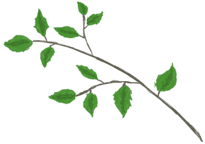 Birch branch